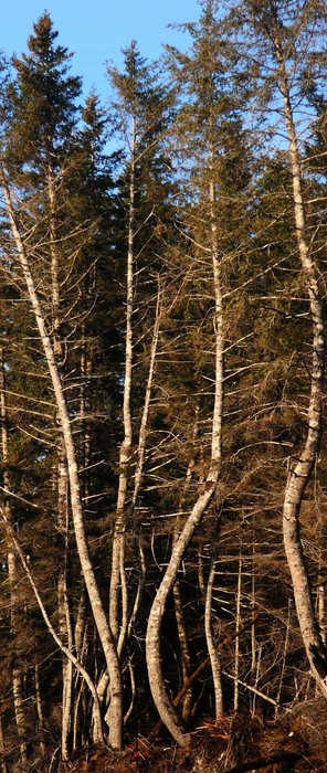 They grew toward the light, but the ground kept shifting as ice beneath melted.