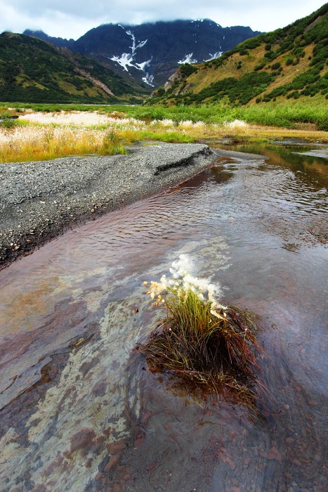 Along the oil coated stream, cotton grass was abundant - apparently tolerant of the naturally occurring oil.  Unfortunately cotton grass is a favorite of geese and some other migratory birds... hopefully they don't get oiled in this stream.