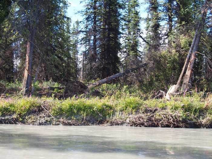 Tree scarring caused by breakup ice