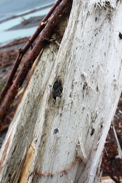 We called them tsunami bullets - the stones that violent waters had embedded in wood.