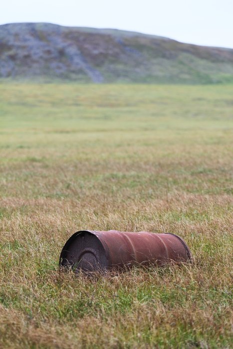 Alaska's State Flower is found in more environments than any other flower, from deep forest to tundra wetlands.