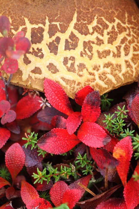 Mushrooms, bearberries, and crowberries