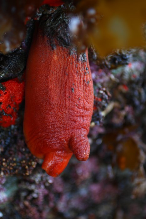 One of the craziest things I learned in high school marine science is that these things are chordates, close relatives of vertebrates.