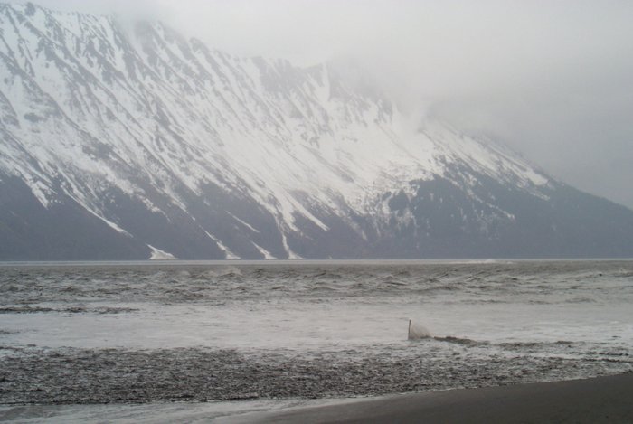 Photo 2 - seconds later the sand is overtopped and the stick leaves a wake in the fast-moving water.  This bore also formed a dramatic reflected bore.