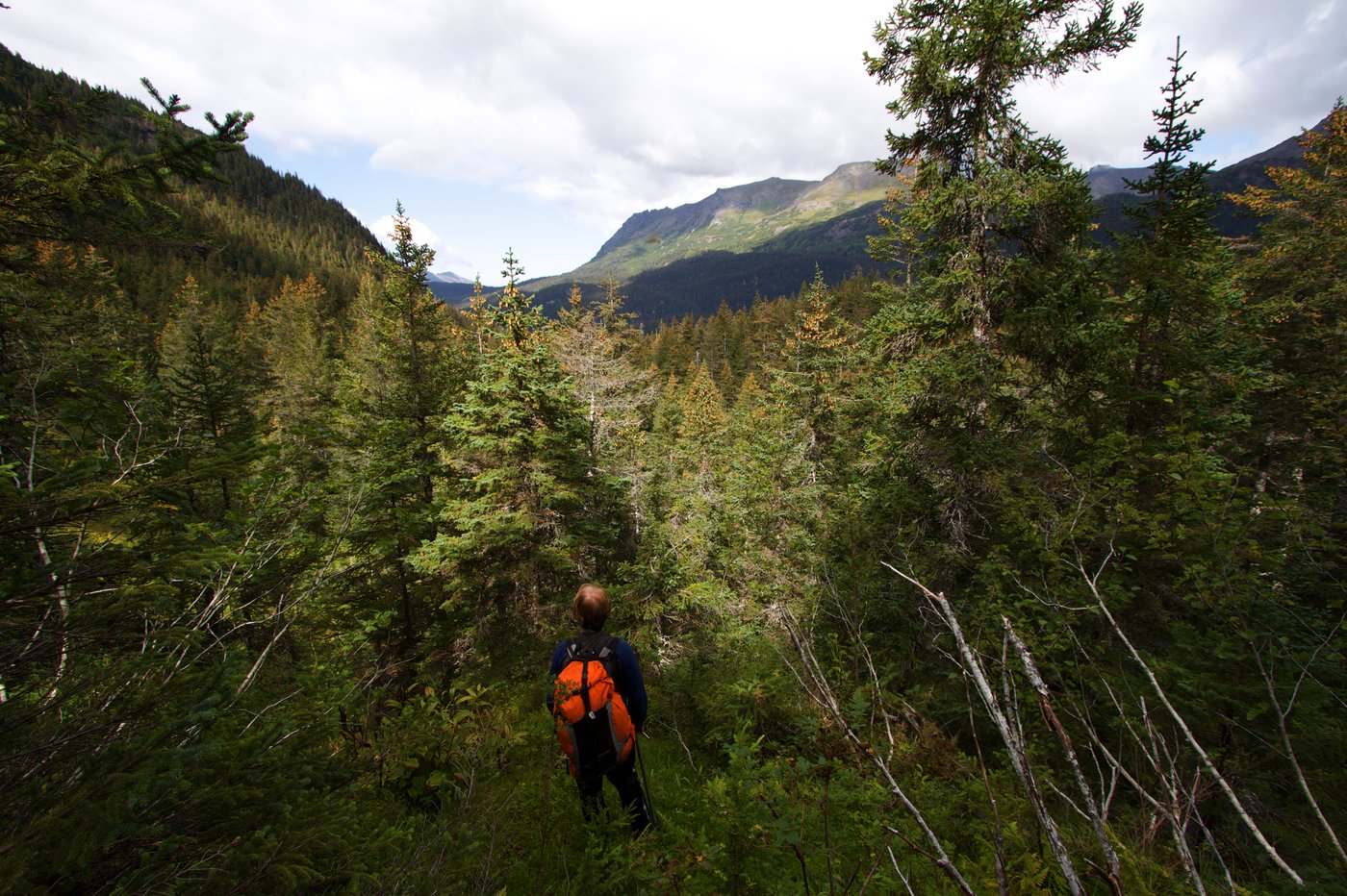 Forestry Management in Alaska | Ground Truth Alaska