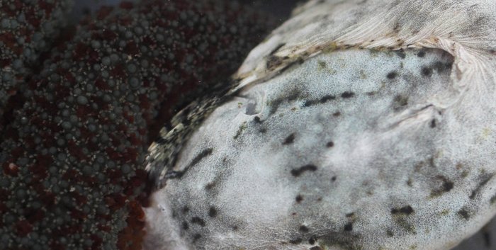 A sea star and a granite-colored suckerfish nestle together in the tidepooling bucket