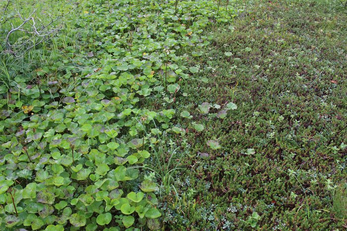 On the right is deer cabbage, while on the right is heather. Generally deer cabbage is associated with wetter less stable soil, so our preference is to have trails follow the more heathery areas.