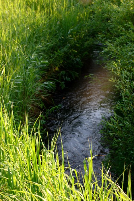 Grass-shadowed headwaters of Upper Talarik Creek.