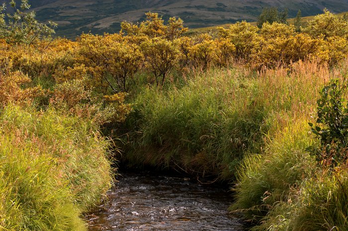 Willows and grass line the headwaters of Upper Talarik Creek. Just after I crossed, one of the helicopters buzzed the creek, hovering just a few feet above these willows.