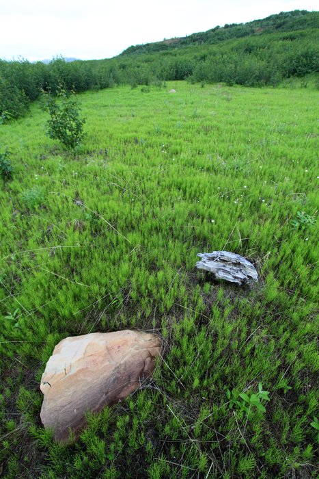 Photos of mine under reclamation at <a href="http://www.groundtruthtrekking.org/Issues/AlaskaCoal/UsibelliCoalMine.html">Usibelli Coal Mine</a>