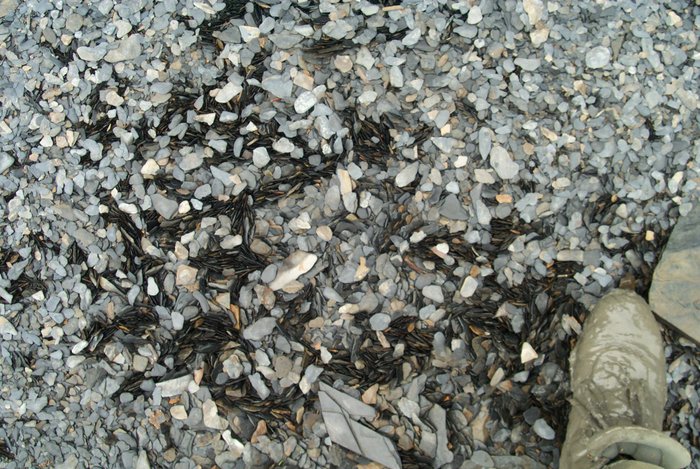 Disk-shaped gravel will sometimes organize into patches where rocks are oriented vertically instead of horizontally.