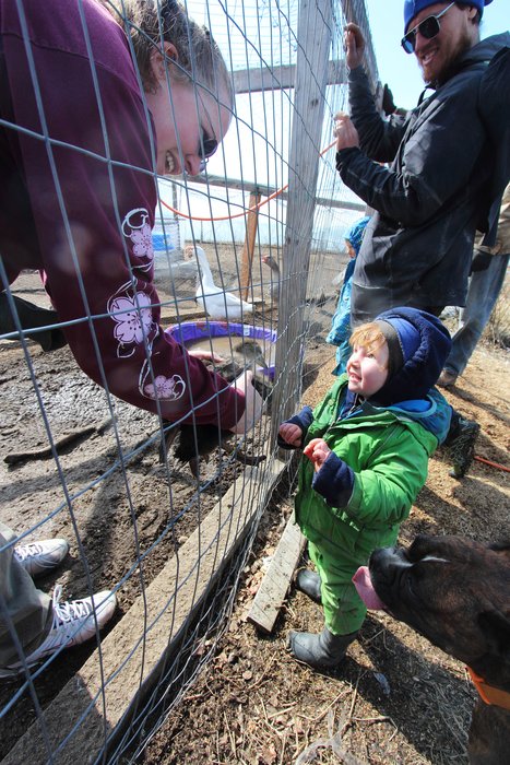 Lituya checks out a baby duck at a home poultry farm near Nikiski.