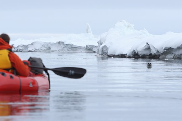 Erin and Lituya exchange stares with a spotted seal near the edge of the sea ice.