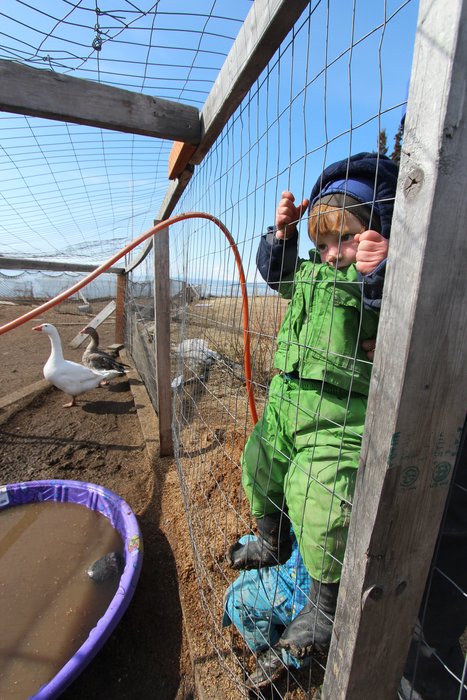 A poultry farm perched precariously atop eroding bluffs provided an exciting diversion for the kids.
