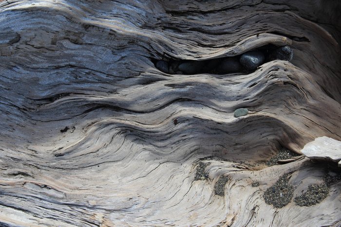 Cobbles hiding in a fold in the cliff