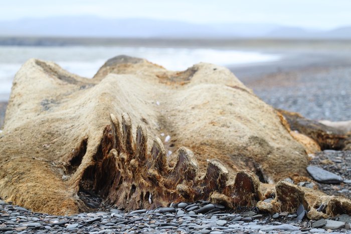 Tattered skin stretches over the bones of this long-dead whale.