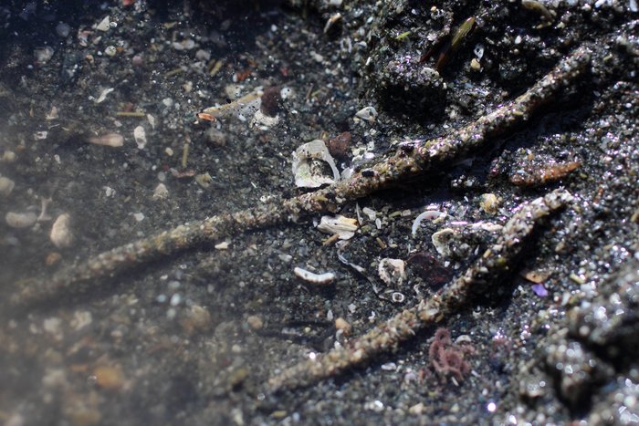 Strange arms? worms? protruding from the sand beneath rocks at Inside Beach, Seldovia Bay