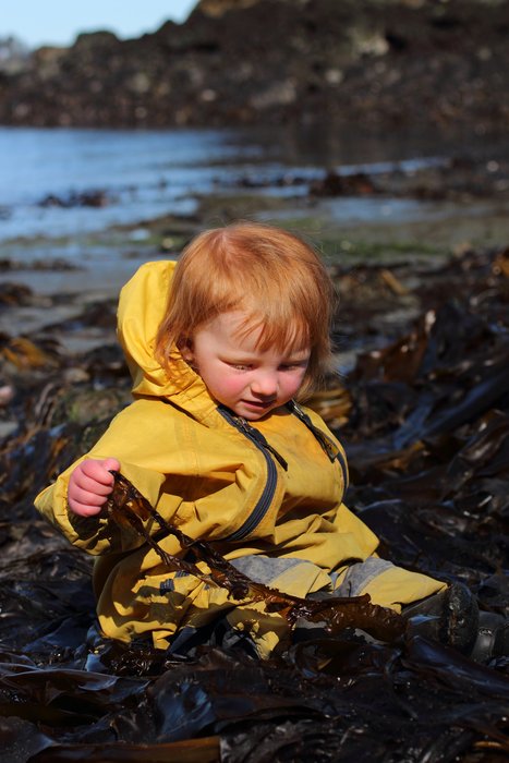 Lituya investigating seaweed at Inside Beach
