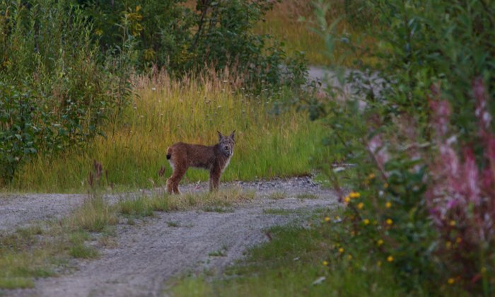 lynx (Lynx canadensis)