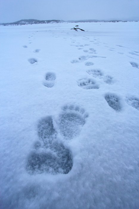 In this case, the wildlife (a mother bear and 3 cubs) were tracking us.