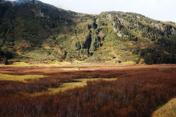 Several moose browse willow in upper Taylor River Valley.