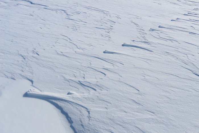 A fox walked in softer snow, which was then heavily scoured and redistributed by wind to form this remarkable pattern.