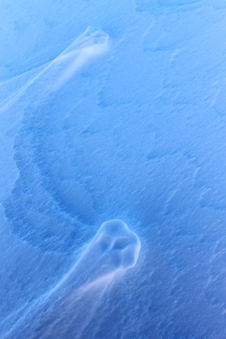 A fox walked on soft snow, compressing it so that the tracks remained when the wind scoured away everything around it.