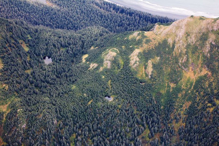 Out towards Gore Point, the forest transitions to tundra and alpine meadows with no alder - instead there are just tiny trees.