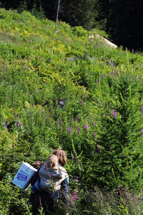 Hig and Katmai look for blueberries on the way back to the yurt