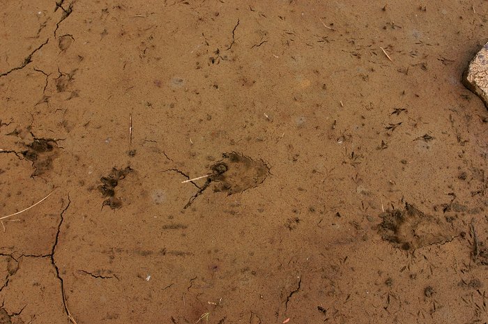 A wolverine, a fox, and many small birds passed through this dried out pond. Hills below Groundhog Mountain.