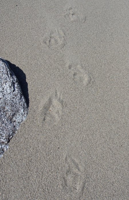 Wolverine tracks