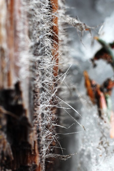Signs of spring near the yurt