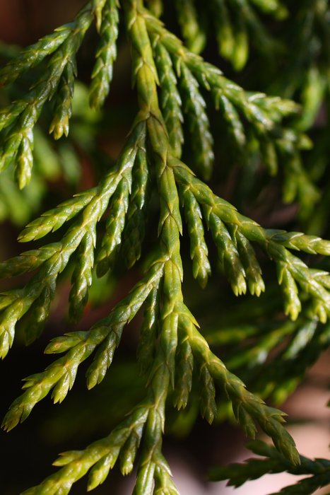 Yellow cedar frond